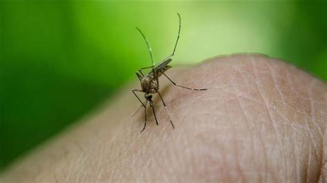 sivrisinek kaşıntısı ne iyi gelir